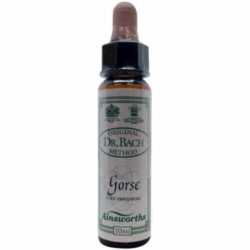 Gorse (Stechginster) 10ml. - Ainsworths - bachblüten