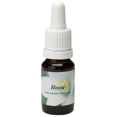 Hosta / giglio del cuore 10ml.