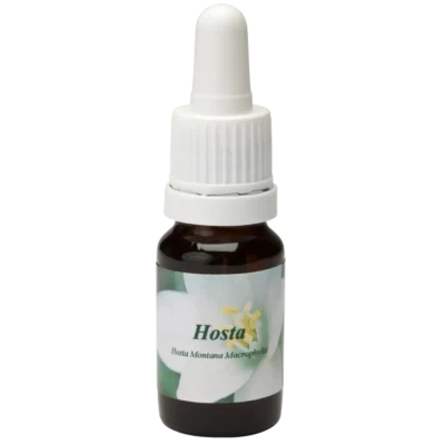 Hosta / giglio del cuore 10ml.