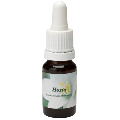 Hosta / Herzlilie 10ml.