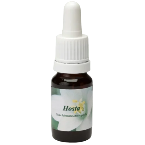 Hosta / Lys de cœur 10ml.