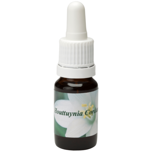 Houttuynia Cordata / Sumpfanemone 10ml.