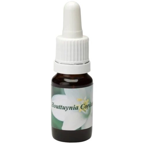 Houttuynia Cordata / Anémone de marais 10ml.