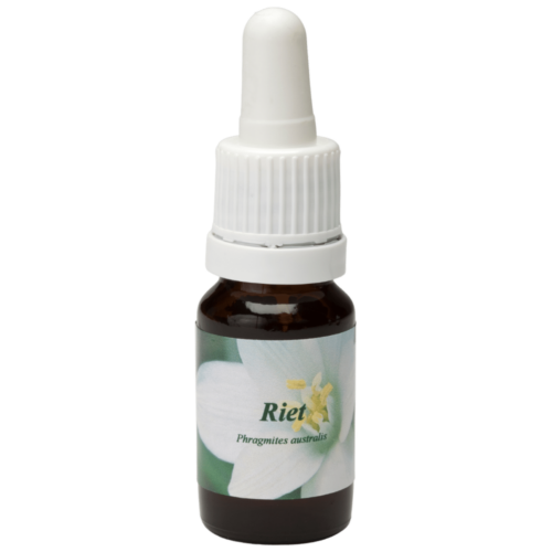 Riet / Rohr 10ml.