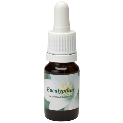 Eucalypthus / Eukalyptus 10ml.